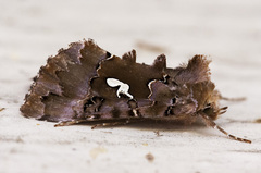 Autographa corusca