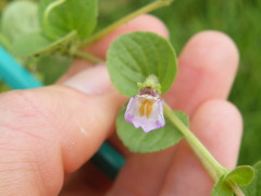 Diclis reptans