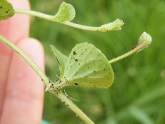 Diclis reptans