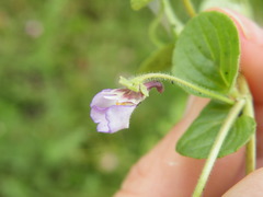 Diclis reptans