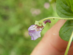 Diclis reptans