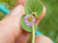 Diclis reptans