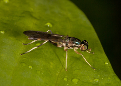Merosargus