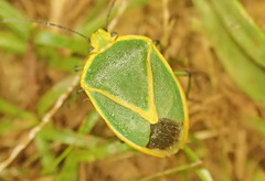 Chinavia nigritarsis