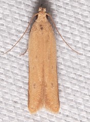 Mesophleps adustipennis