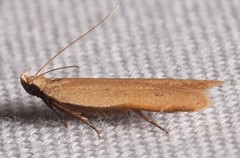 Mesophleps adustipennis