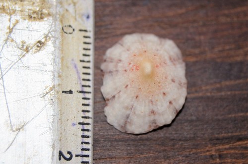 Spotted Limpet