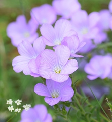 Linum hirsutum