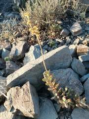 Crassula rogersii