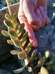 Crassula rogersii