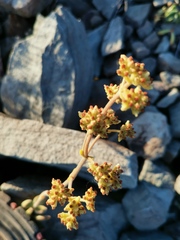 Crassula rogersii