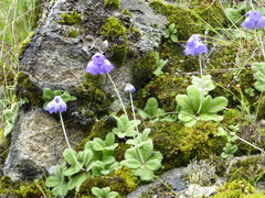 Primula wollastonii
