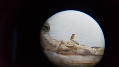 Emberiza