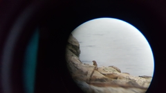 Emberiza