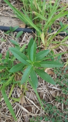 Ditaxis humilis