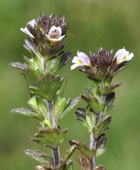 Euphrasia willkommii