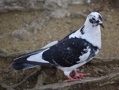 Columba livia