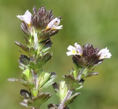 Euphrasia willkommii