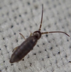 Tomoceridae