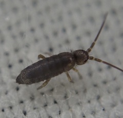 Tomoceridae