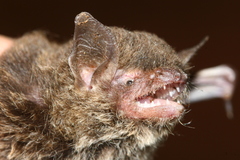 Myotis muricola