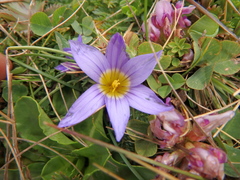 Romulea congoensis