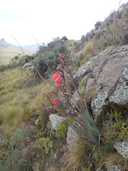 Gladiolus watsonioides