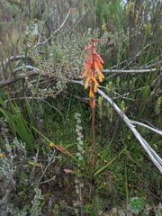 Kniphofia thomsonii