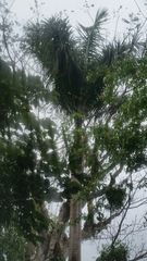 Roystonea borinquena