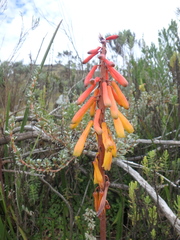 Kniphofia thomsonii