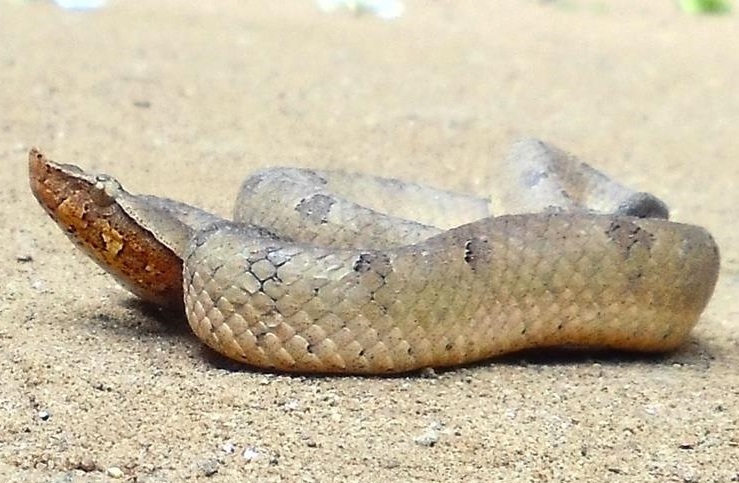 Lowland Hump-nosed Viper
