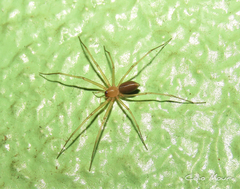 Cithaeron praedonius