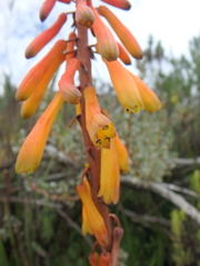 Kniphofia thomsonii