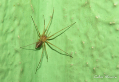 Cithaeron praedonius