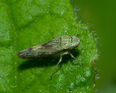 Graphocephala ignava