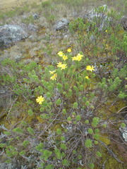 Euryops brownei