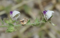 Kickxia lanigera