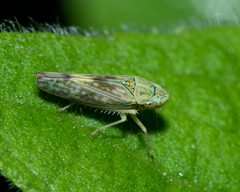 Graphocephala ignava