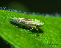 Graphocephala ignava