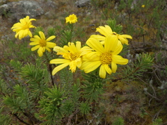 Euryops brownei