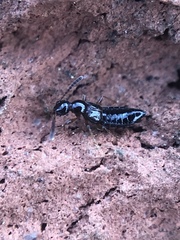 Apocellus