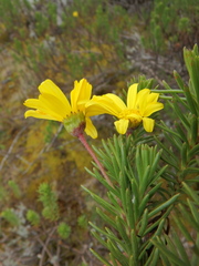 Euryops brownei