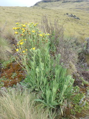 Senecio schweinfurthii