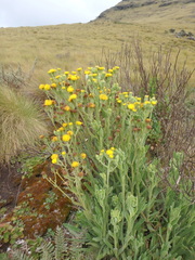 Senecio schweinfurthii