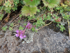 Trifolium cryptopodium