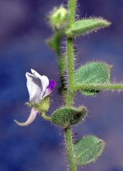 Kickxia lanigera