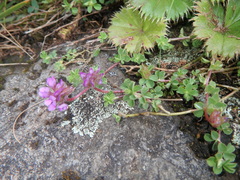Trifolium cryptopodium