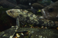 Fat Greenling photo 2