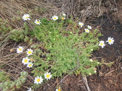 Anthemis tigreensis