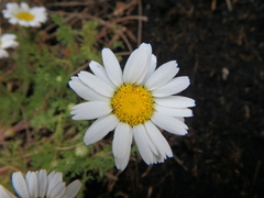 Anthemis tigreensis